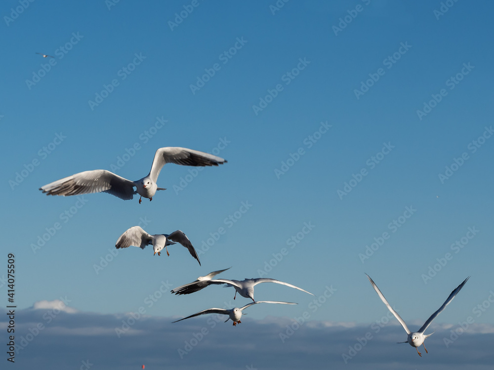 A group of five gulls flying against a blue sky A group of five gulls flying against a blue sky