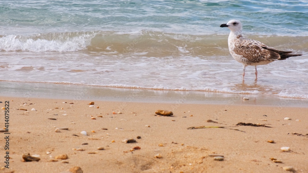 Seagulls sit on the shore of the blue sea. Seagulls sit on the shore of the blue sea.