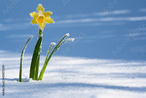 frühlingserwachen gelbe narzisse im schnee photo