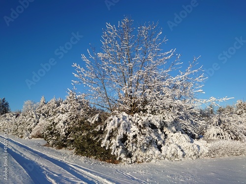 snow covered trees