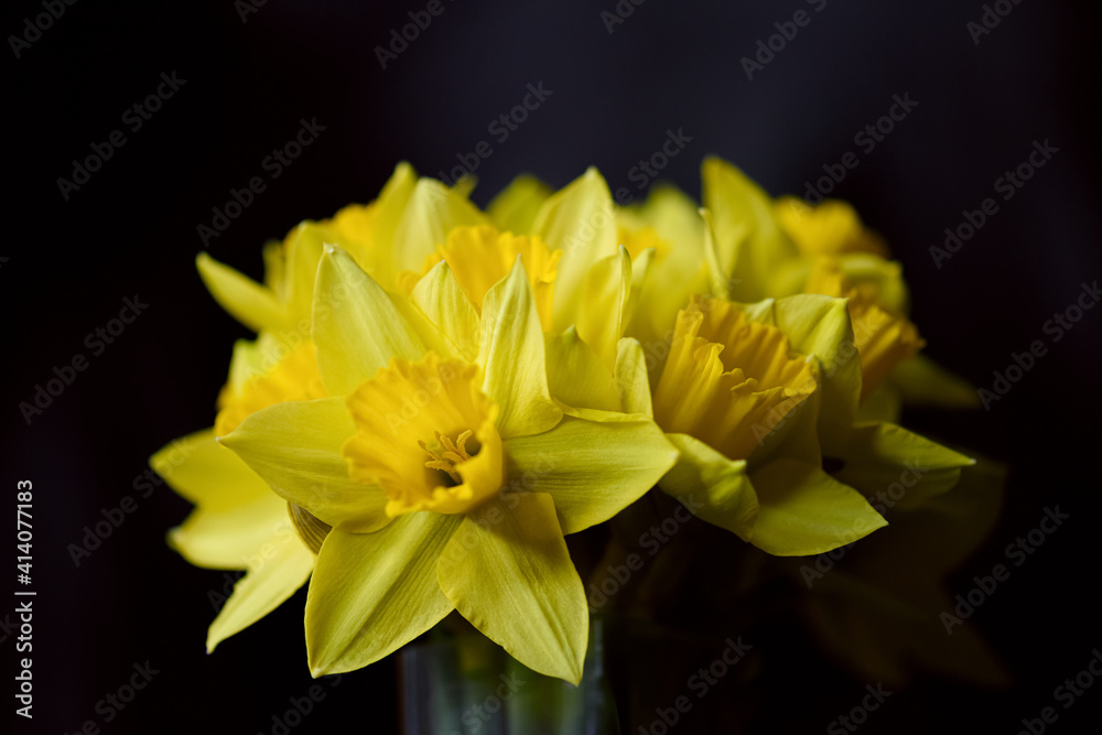 Bouquet of yellow daffodils Bouquet of yellow daffodils