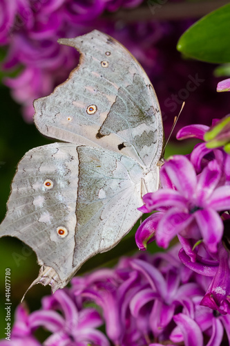 Selective focus shot of a white African butterfly sitting on a wildflower photo