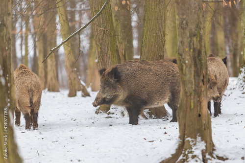 Wild boar - Sus scrofa - A group of wild boars stand in a forest among the trees in the snow.