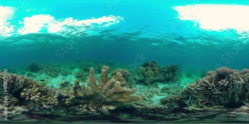 Wallpaper Mural Tropical Fishes on Coral Reef, underwater scene. Philippines. 360VR Video. Torontodigital.ca
