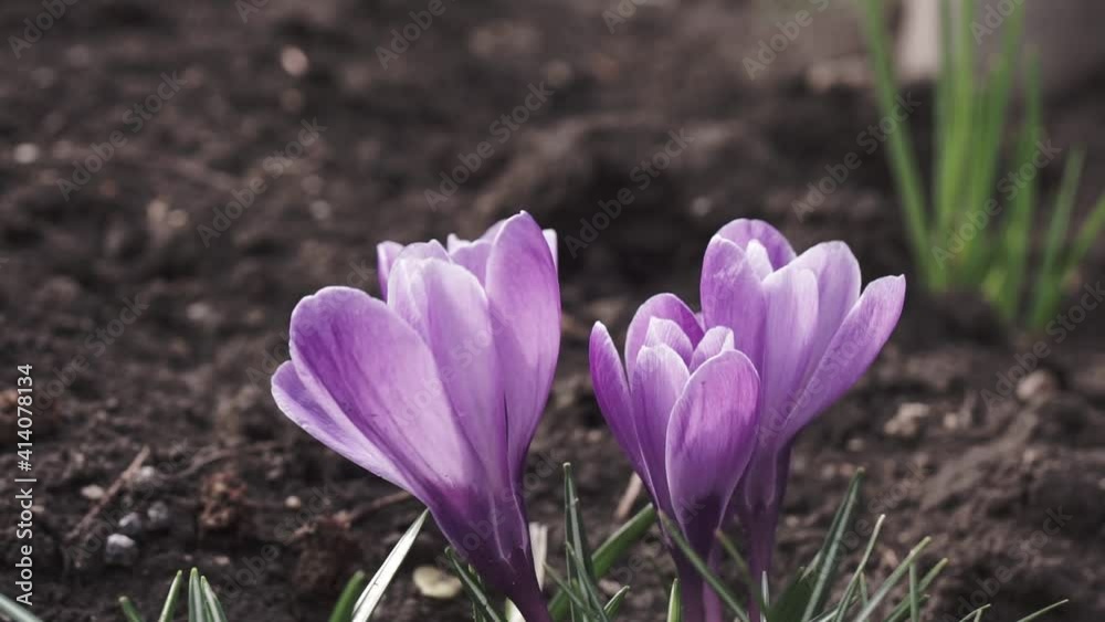 Violet crocuses in early spring garden in sunny day. Close-up flowering crocuses Ruby Giant on natural stone background. Soft selective focus. Violet crocuses in early spring garden in sunny day. Close-up flowering crocuses Ruby Giant on natural stone background. Soft selective focus.