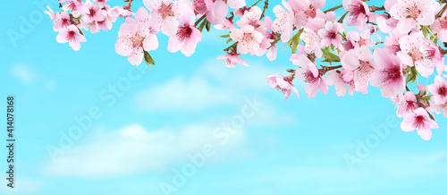 Amazing spring blossom. Tree branches with beautiful flowers outdoors on sunny day  banner design