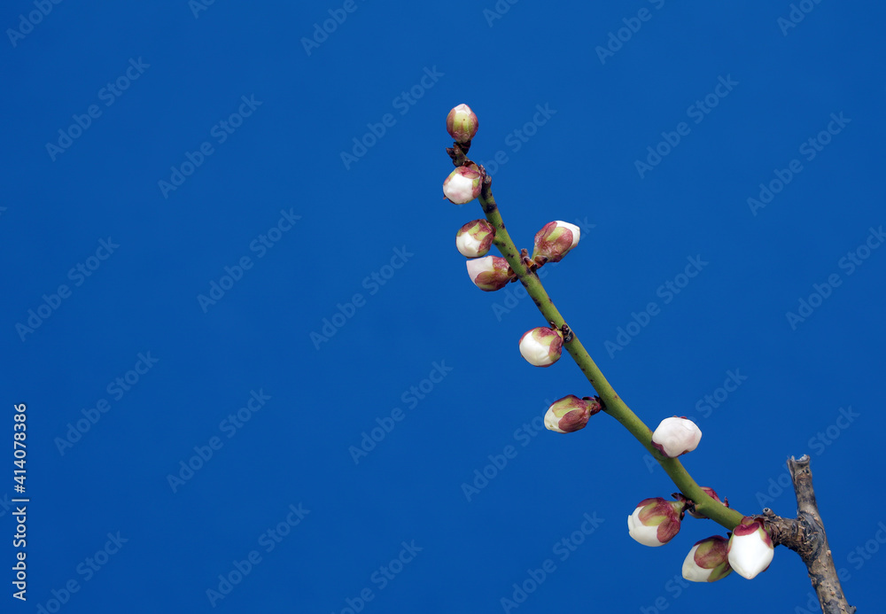 春の訪れを告げる梅の開花