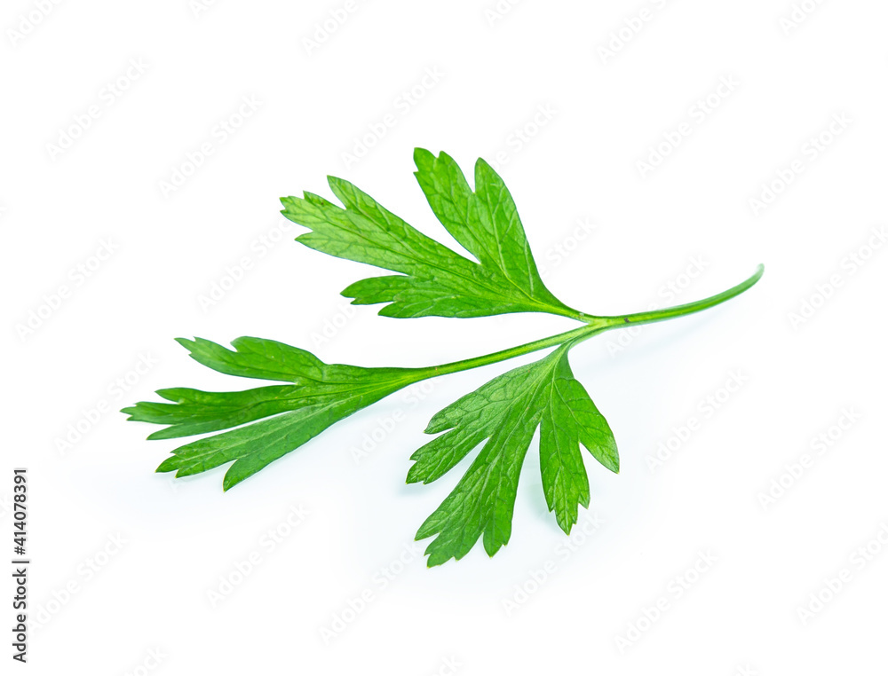 parsley leaf isolated on white background parsley leaf isolated on white background