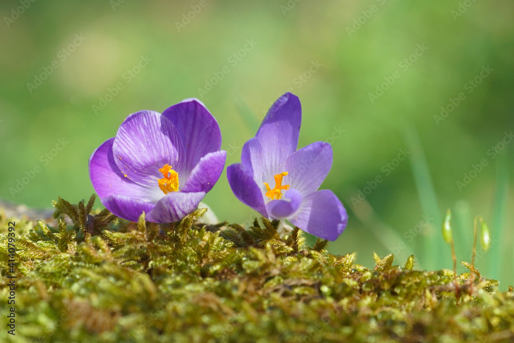 Fototapeta premium two wildflowers of crocus in the moss