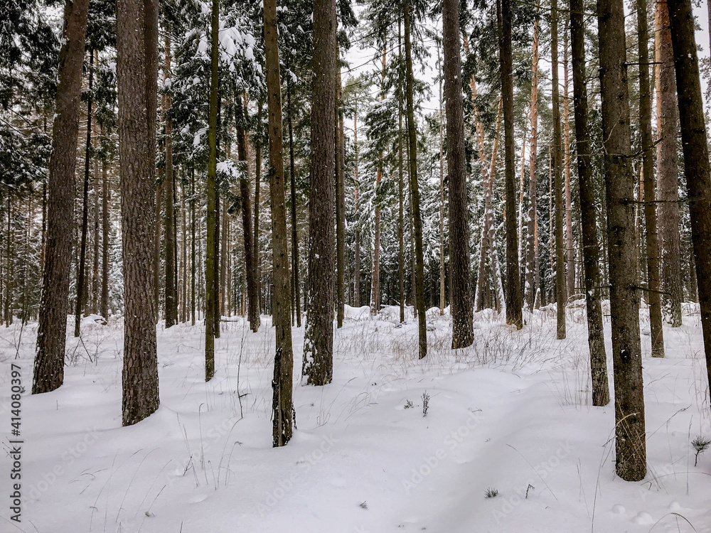 Winter forest. Winter forest road. Snowy road. Winter landscape.