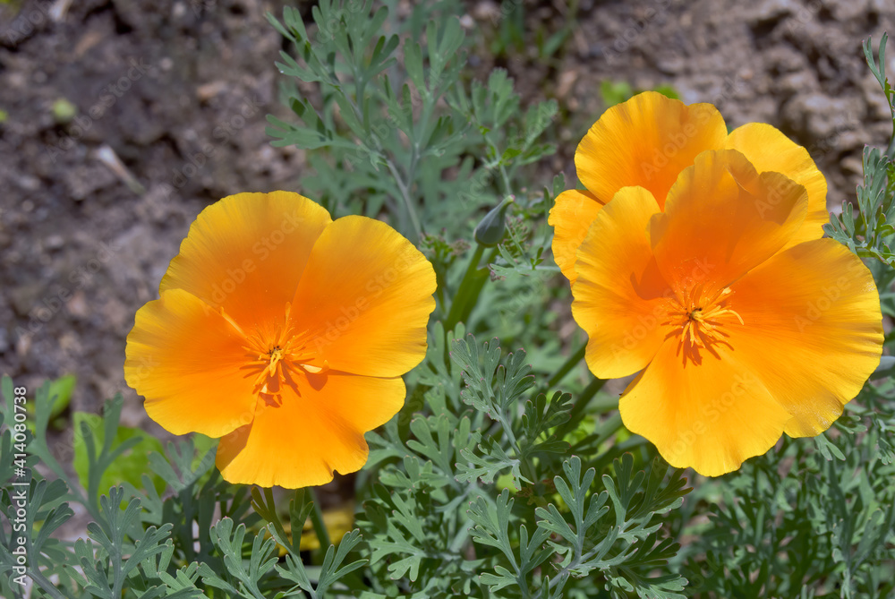 California Poppy (Eschscholtzia californica) in garden California Poppy (Eschscholtzia californica) in garden