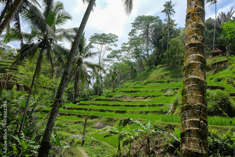 Fototapeta premium Beautiful rice terraces in Tegallalang village, Ubud, Bali, Indonesia.