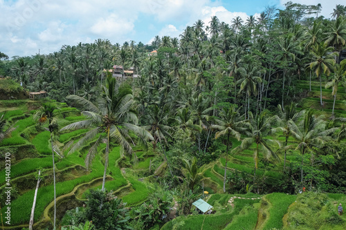 Beautiful rice terraces in Tegallalang village, Ubud, Bali, Indonesia.