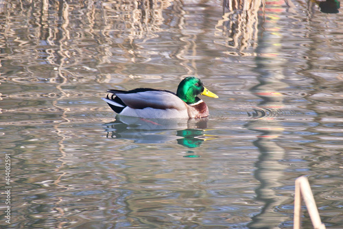 Wildente, Ente auf dem Wasser im Winter, Leipzig, Sachsen, Deutschland