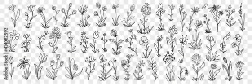 Blooming flowers and floral decoration pattern doodle set. Collection of hand drawn blossom flowers in row and elegant floral beautiful decoration patterns of nature isolated on transparent background
