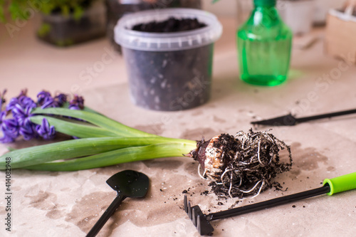 Home plants, pots and gardening tools on grey background, flat lay. Space for text photo