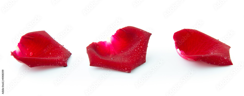 clipping path rad rose flower isolated on white background clipping path rad rose flower isolated on white background