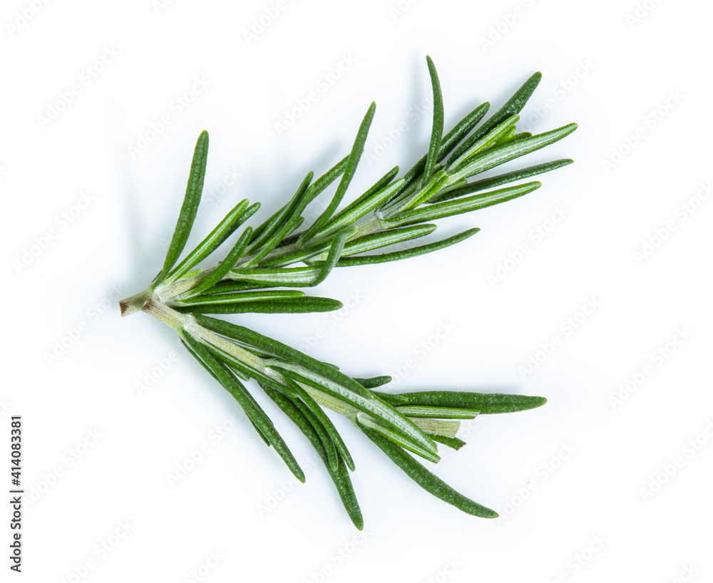 Fototapeta premium rosemary isolated on white background
