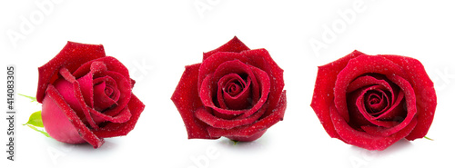clipping path rad rose flower isolated on white background