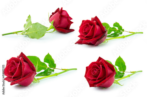 Fototapeta Naklejka Na Ścianę i Meble -  clipping path rad rose flower isolated on white background