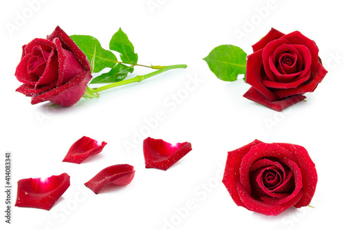 Fototapeta Naklejka Na Ścianę i Meble -  clipping path rad rose flower isolated on white background