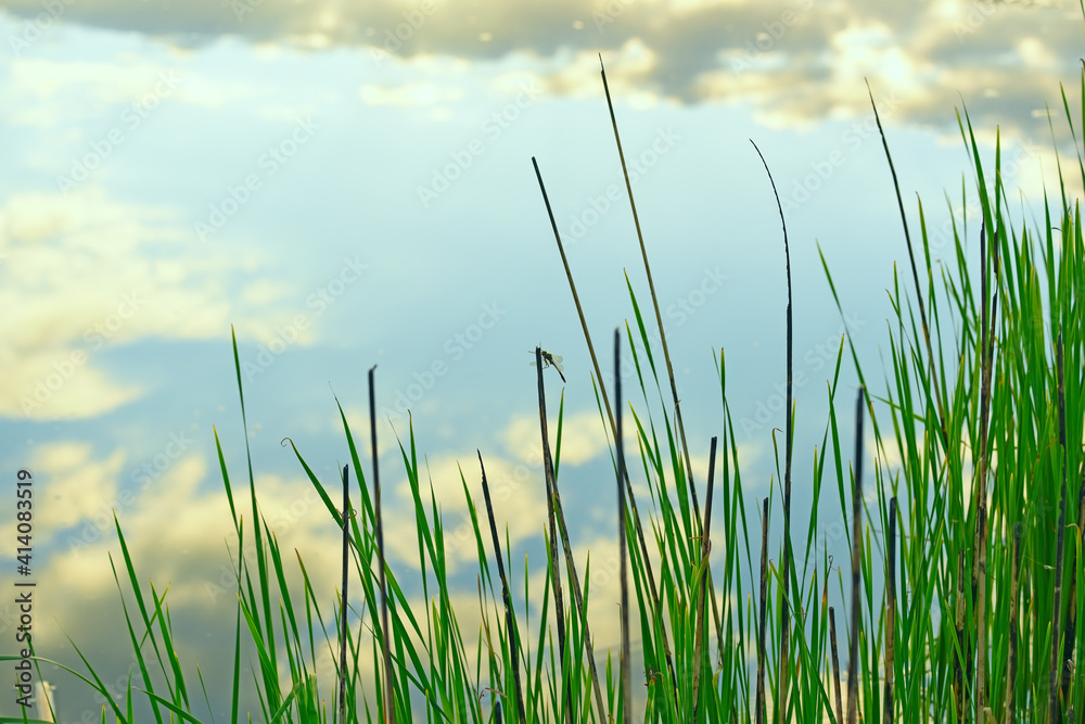 Obraz premium Dragonfly on the reeds and the sky with clouds reflecting in the water of the lake.