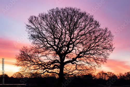 Leave-less tree sunrise landscape. Horizontal background. Hollow Pond, Leytonstone, London.