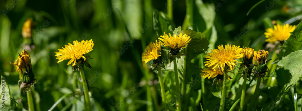 Obraz premium Banner dandelion flower in green grass