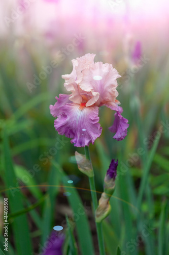 Beautiful iris flowers grow in the garden.