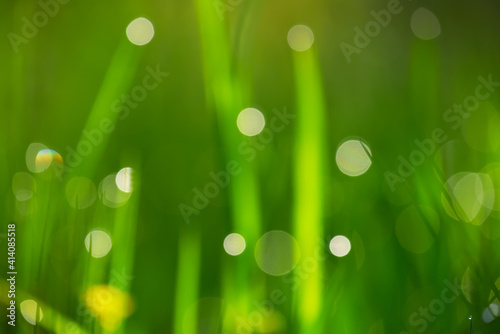 Abstract natural natural spring summer background. Grass with dew drops and bokeh. No focus.