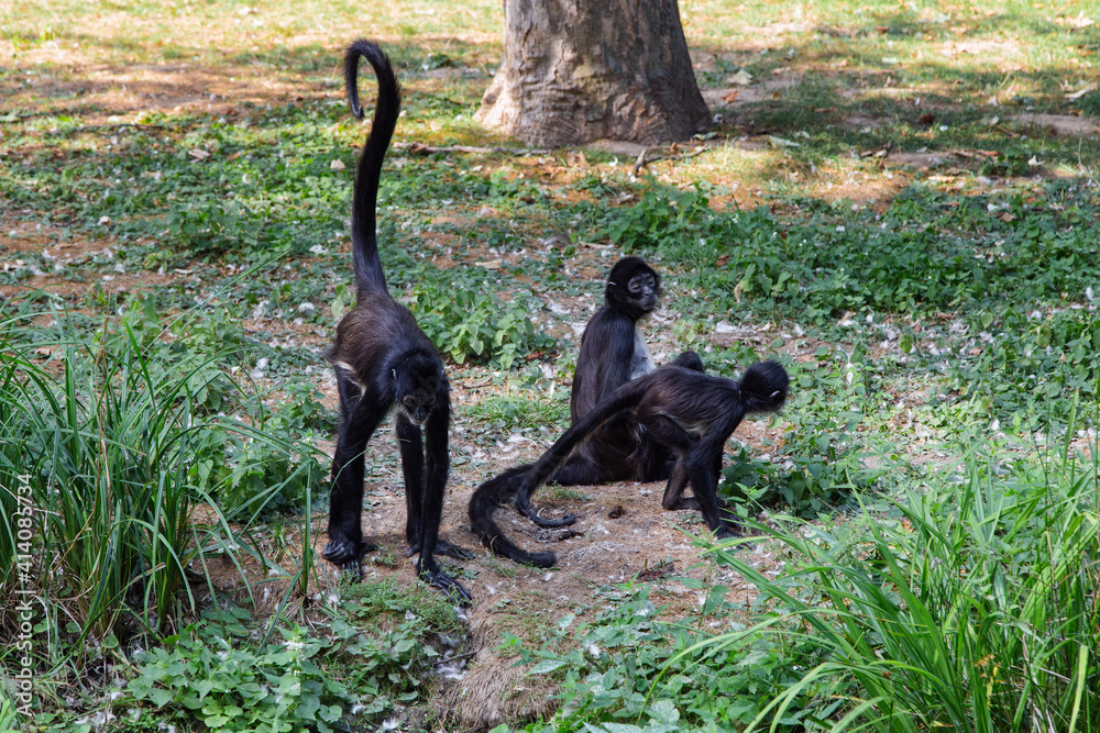 Family of Geoffroy's Spider monkeys. Black monkeys with long tails on the ground. Ateles geoffroyi.