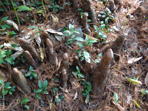 Beautiful view of roots of the bald cypress tree in the forest photo