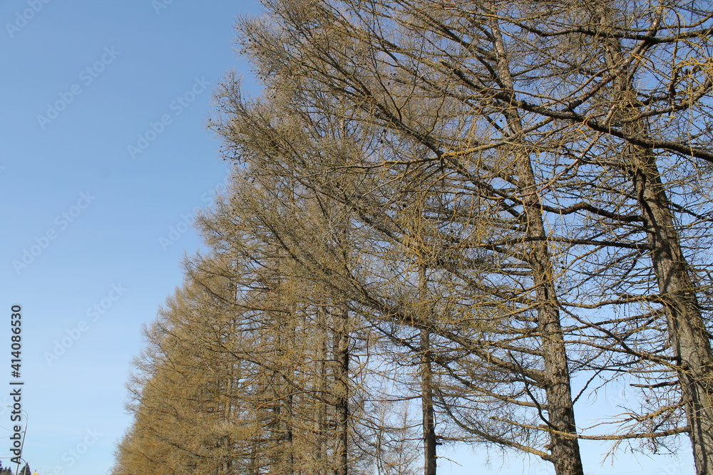 pine trees without needles in spring in orderly rows pine trees without needles in spring in orderly rows