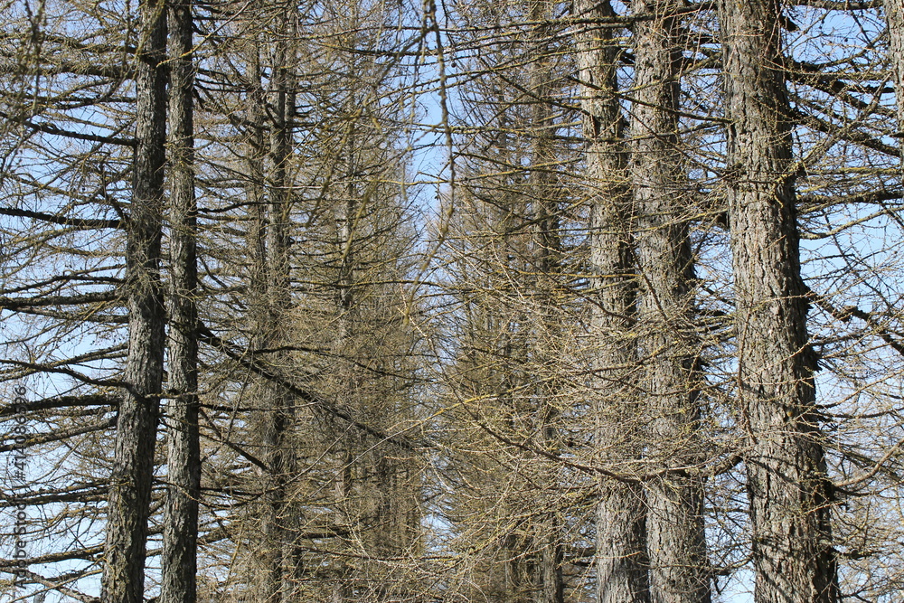 Fototapeta premium pine trees without needles in spring in orderly rows
