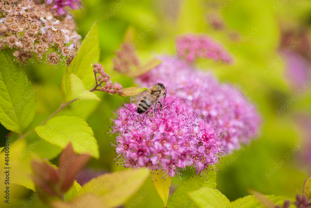 bee on a flower