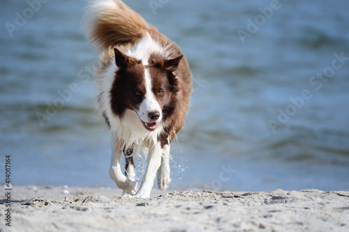Border Collie dog is having fun by the sea 
