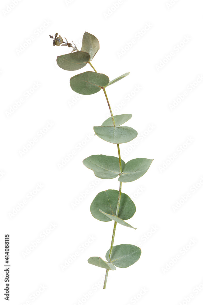 Eucalyptus leaves isolated on white background. Eucalyptus leaves isolated on white background.