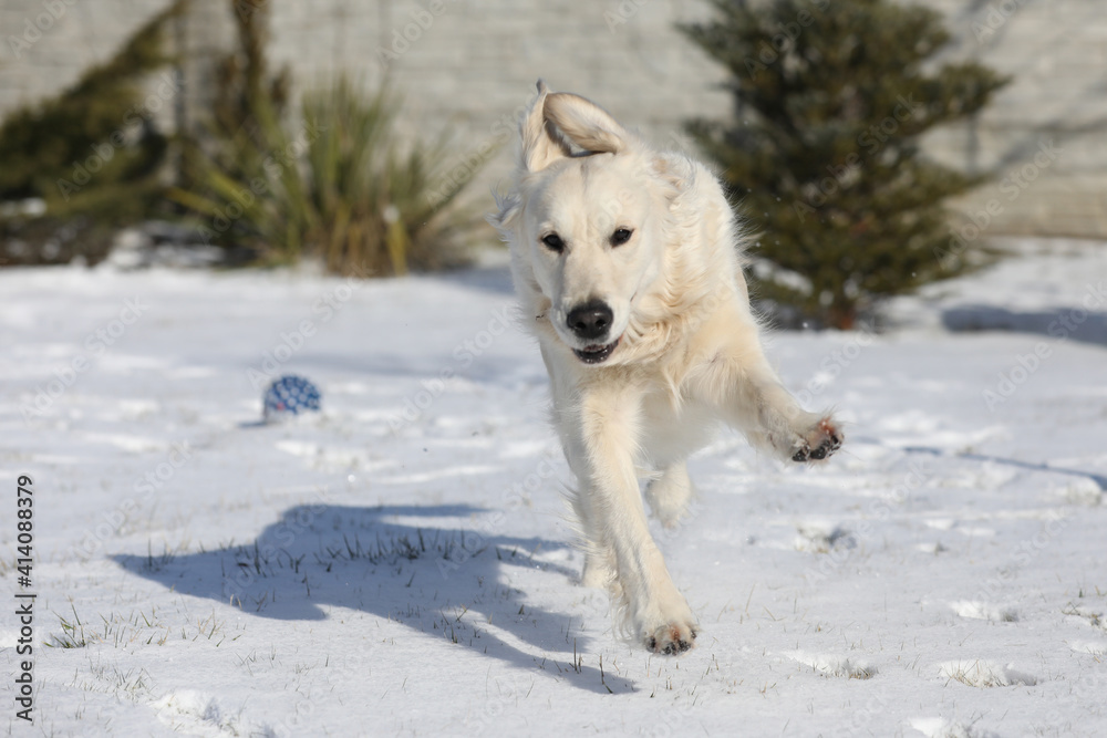 running golden retriever in snow running golden retriever in snow
