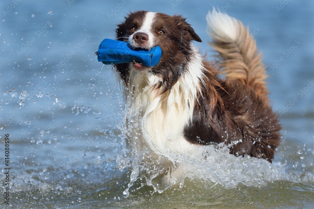 Border Collie dog is having fun by the sea Border Collie dog is having fun by the sea