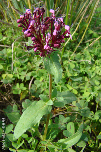 Horn-of-Plenty (Fedia cornucopiae)