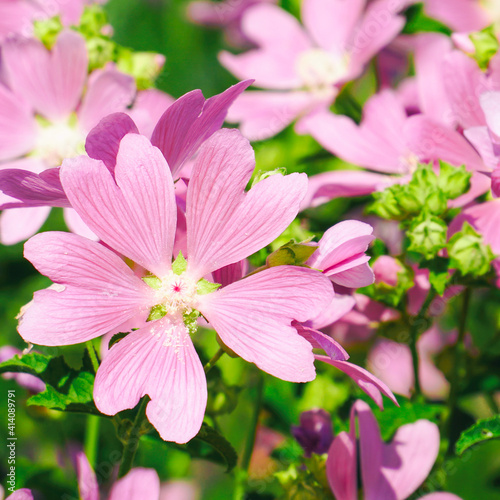 Pink wild mallow flowers in natural environment