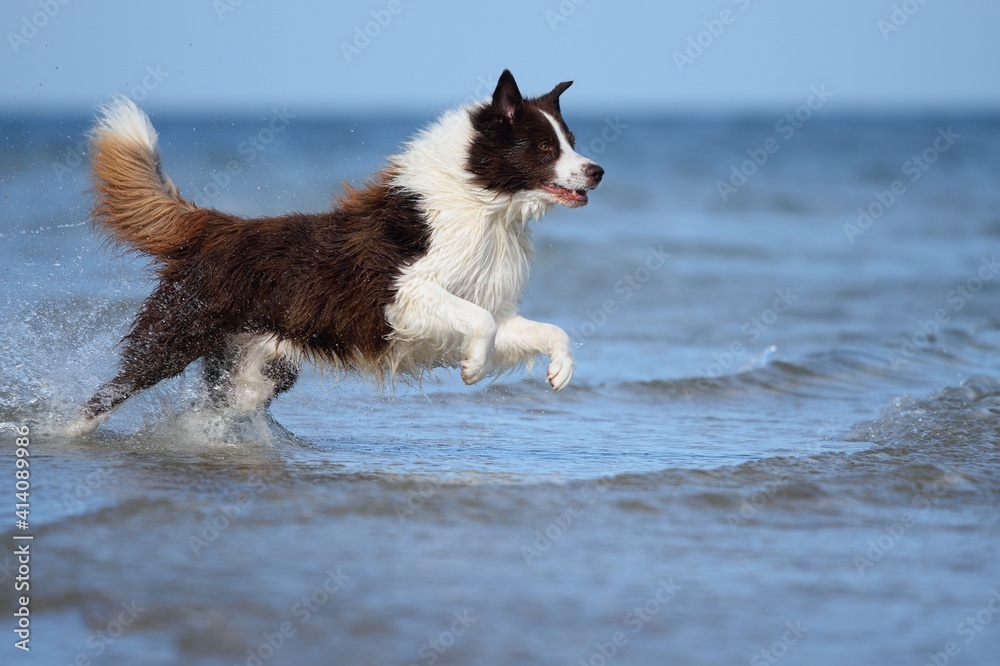 Border Collie dog is having fun by the sea 