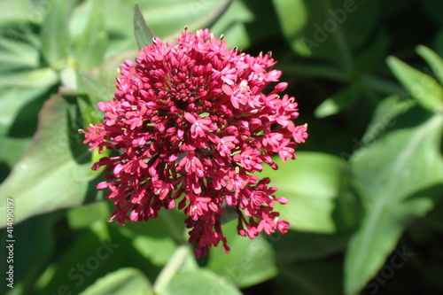Red Valerian (Centranthus ruber)