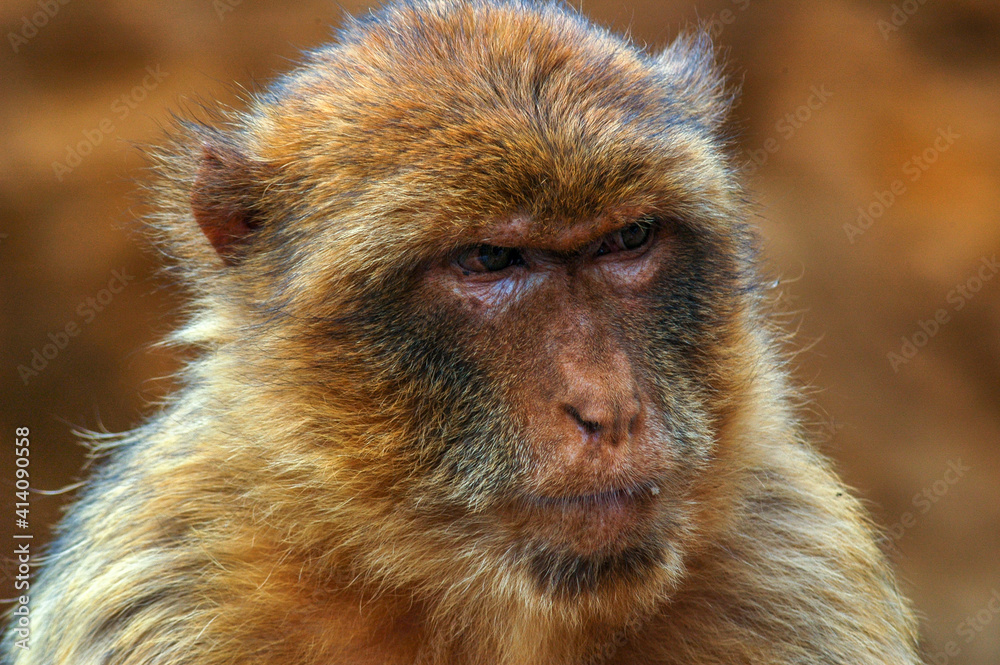 Obraz premium close up of a baboon