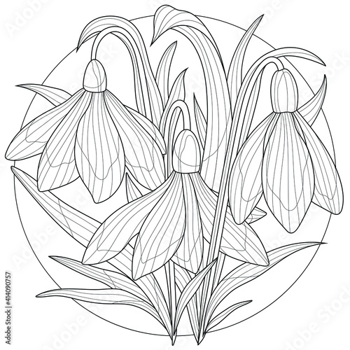 Snowdrops flowers.Coloring book antistress for children and adults. Illustration isolated on white background.Zen-tangle style. Black and white illustration.Hand draw