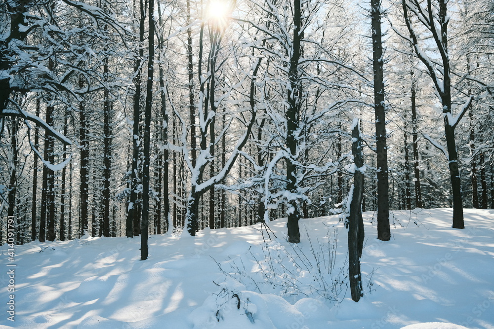 Fototapeta premium Wintertraum im Wald mit Sonne
