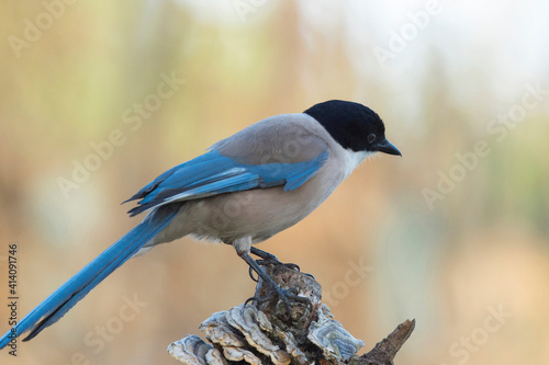 Pega azul, ave relativamente esguia, de dimensão média cauda comprida e batimento de asas em voo muito rápido. © Atlântico