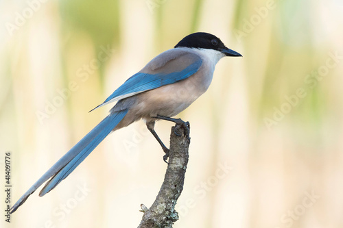 Pega azul, ave relativamente esguia, de dimensão média cauda comprida e batimento de asas em voo muito rápido.