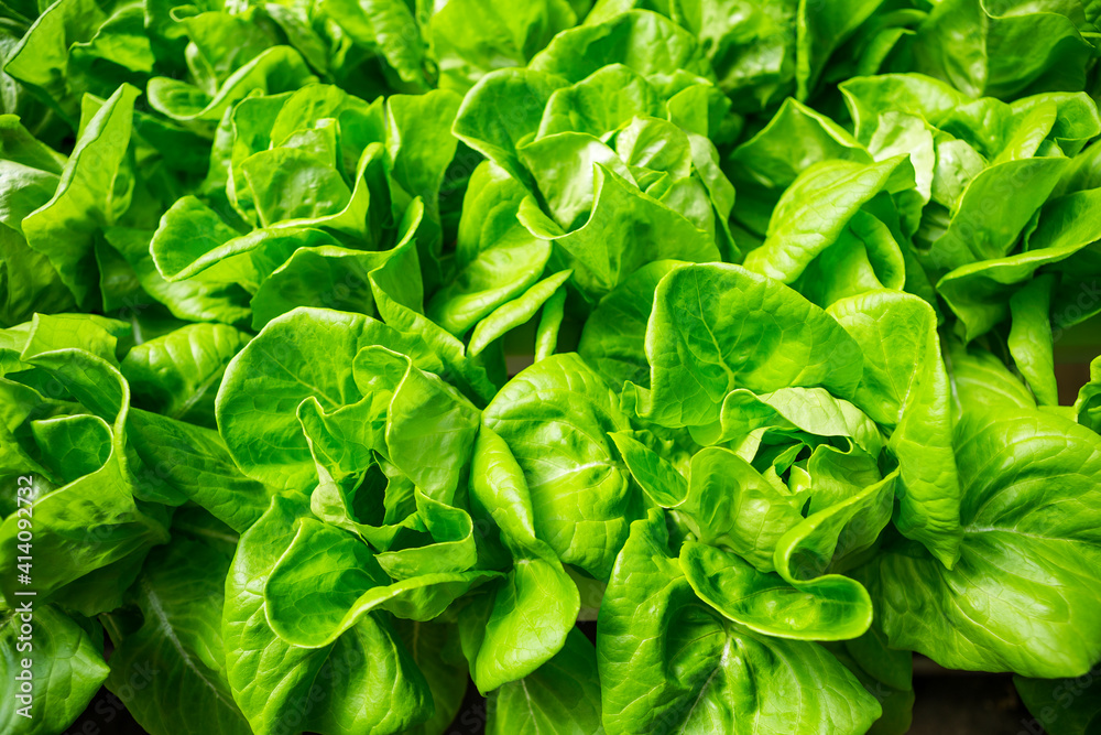 Fototapeta premium Closeup green lettuce plant background, organice vegetable farming, nature background, healthy food, fresh vegetable