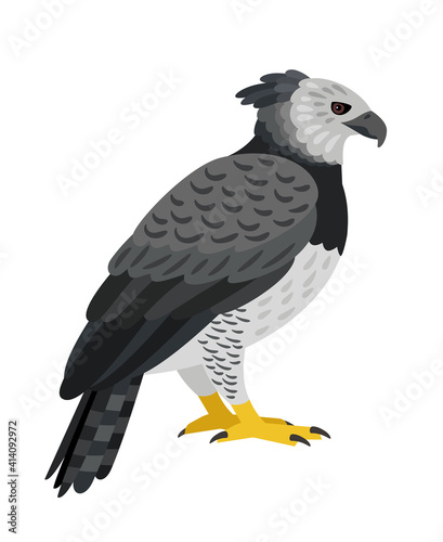 Dangerous bird. Cartoon beautiful flying hunting animal of sky, grey exotic character of ornithology, vector illustration of harpy eagle isolated on white background